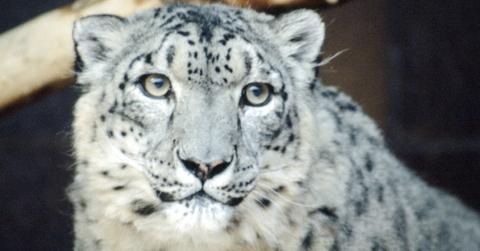 Snow leopard
