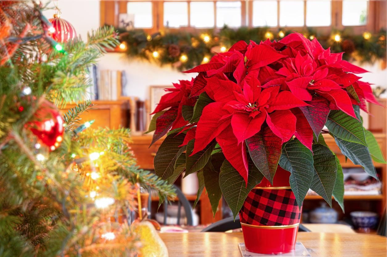 A holiday poinsettia is pictured beside a holiday tree indoors.