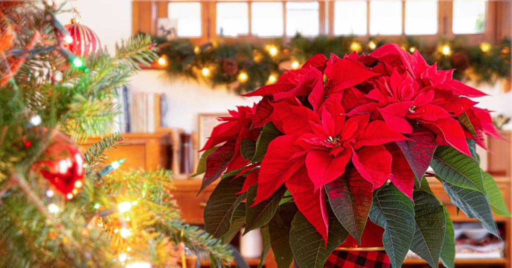 Discover If Poinsettias Can Live Outside in Winter