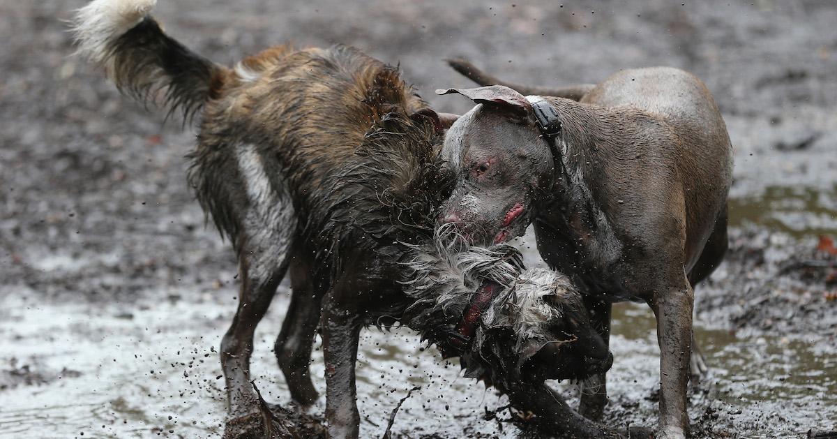 Dogs Fighting