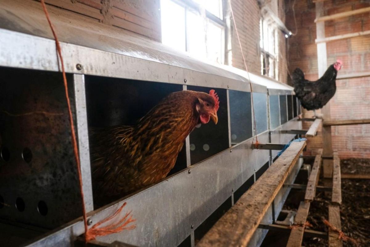 hens laying eggs on small farm