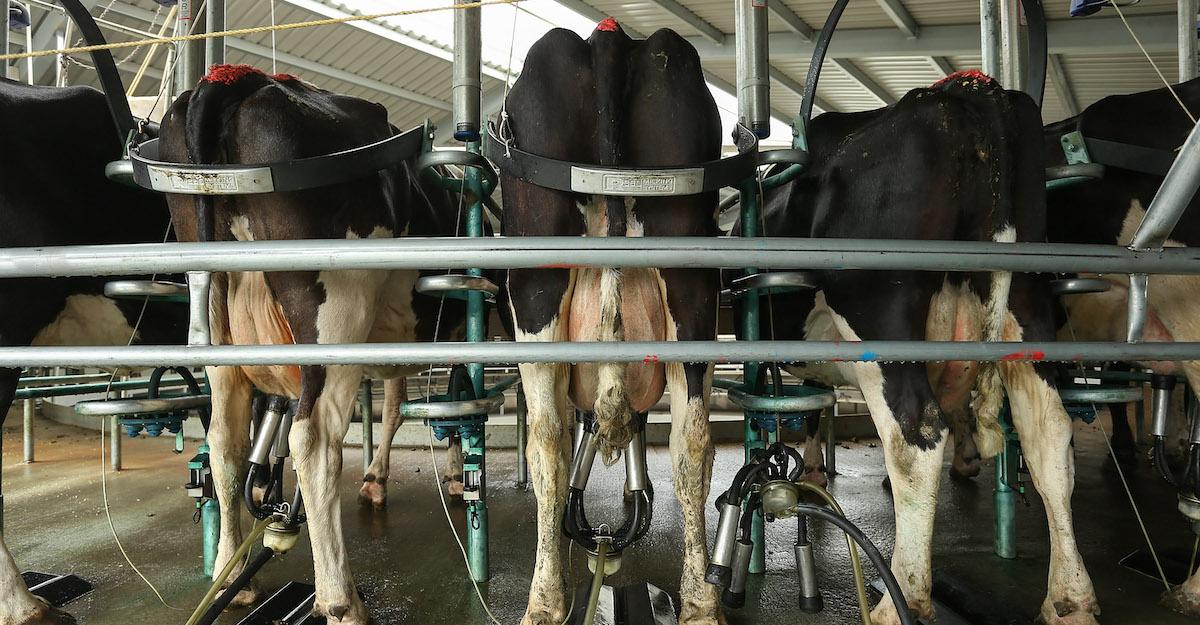 New Zealand Invests in Preventing Cows From Burping Methane