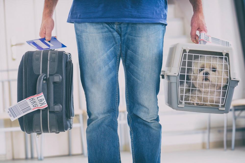 Someone carrying luggage and a pet carrier with a small dog inside. 