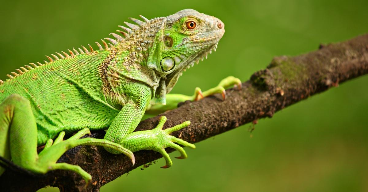 Green iguana resting on a tree branch.