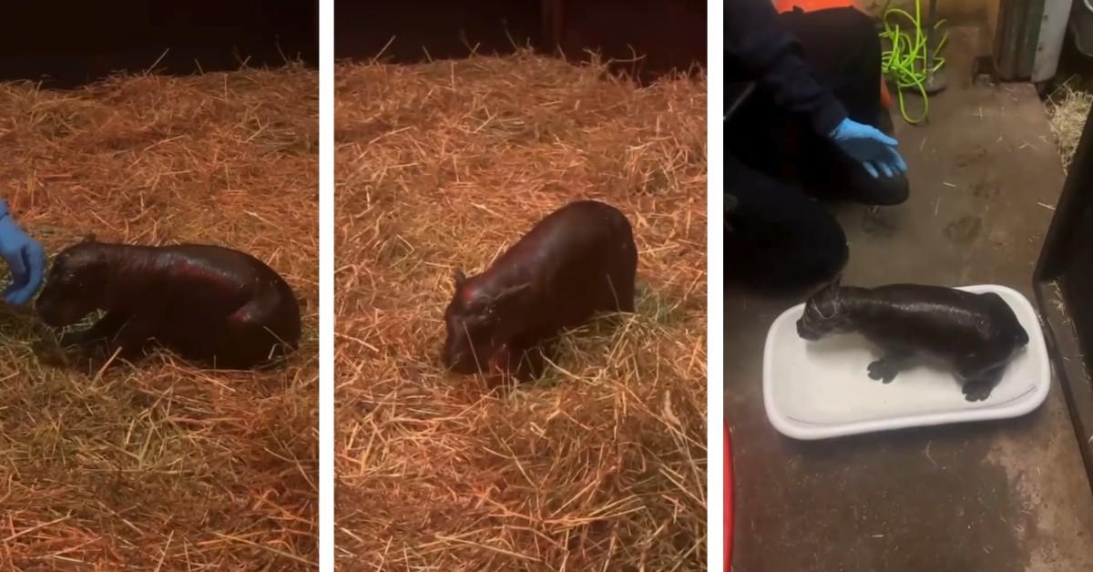 Haggis the pygmy hippo is born at Edinburgh Zoo