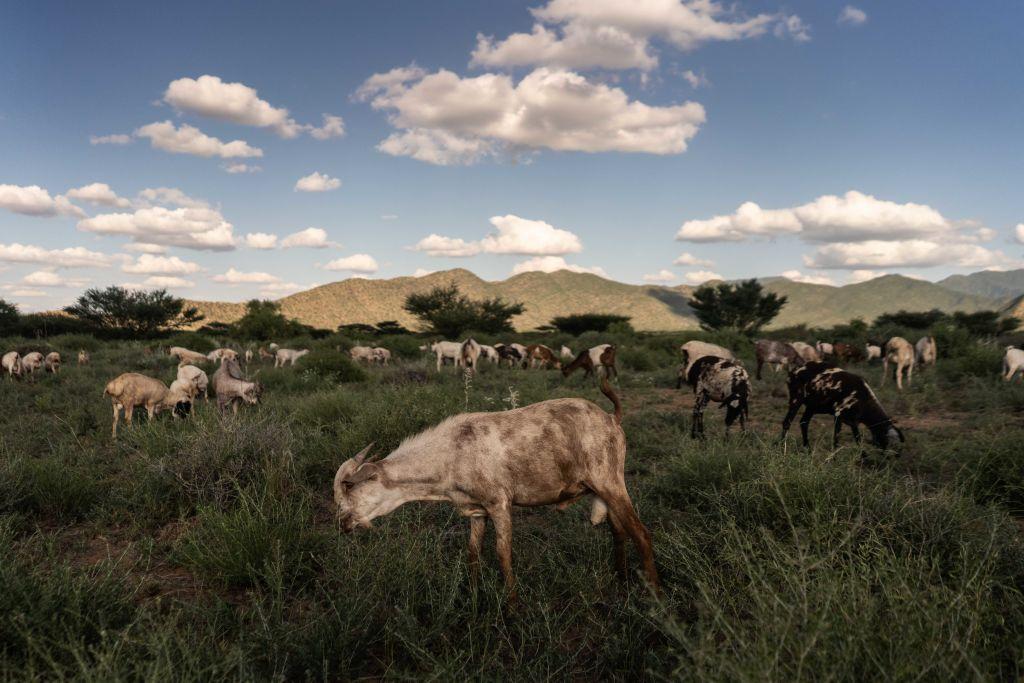 What is pastoralism?