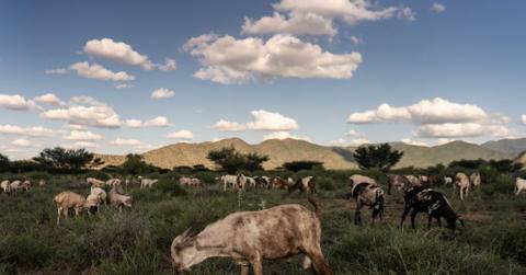 What is pastoralism?