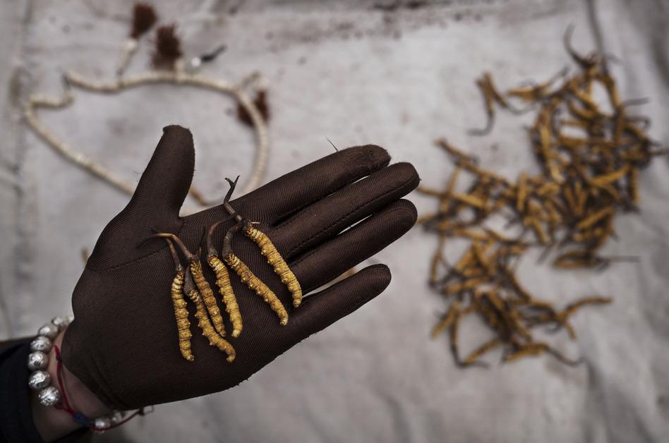 Cordyceps grown from caterpillars.