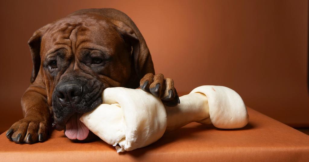 rawhide bones bad for dogs