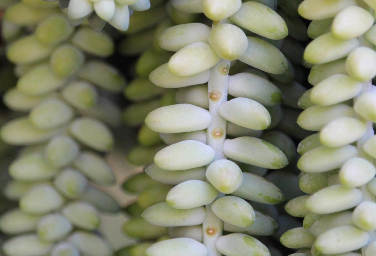 Close-up image of Burro's tail plant