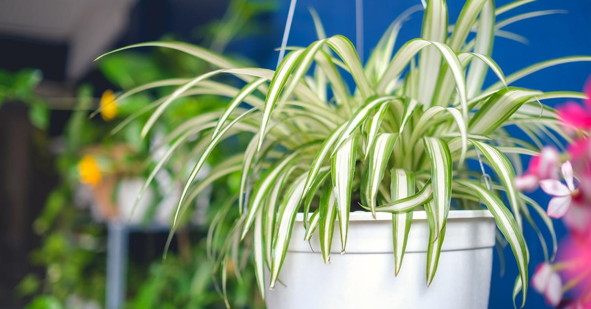 spider plant indoors hanging