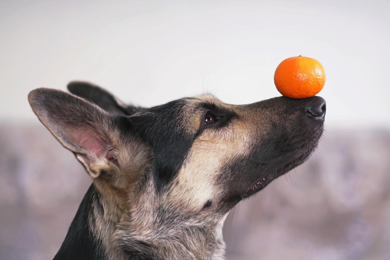 An East European Shepherd dog holding a tangerine on its nose.