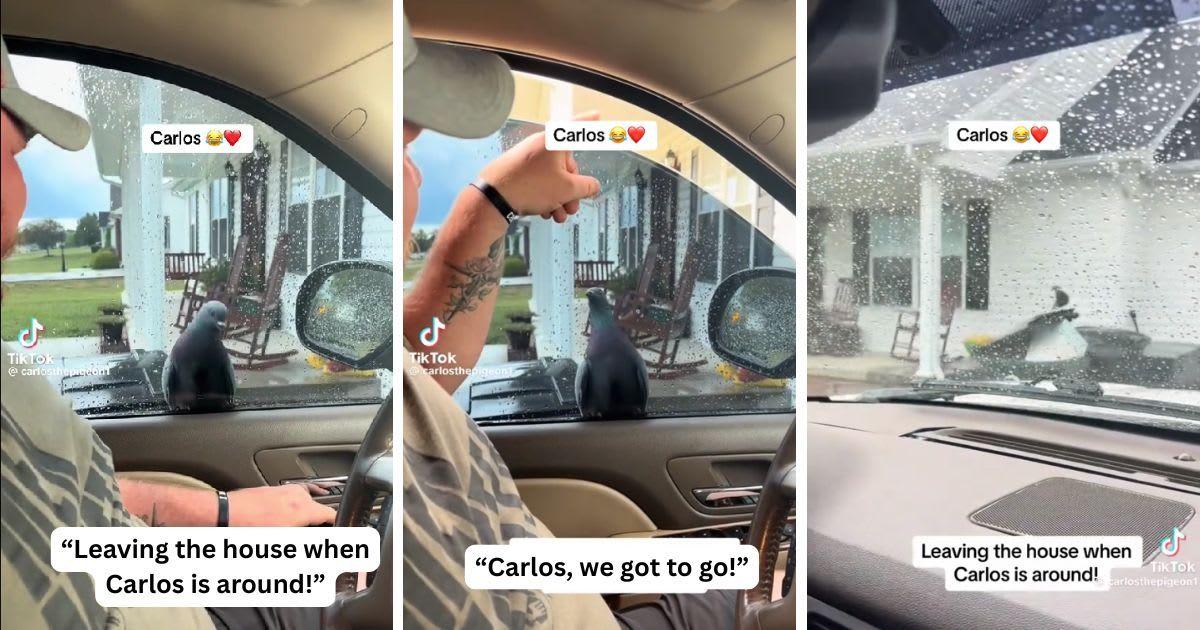 The man and his family try to leave the pigeon at home. (Cover Image Source: TikTok | @jesicasue)