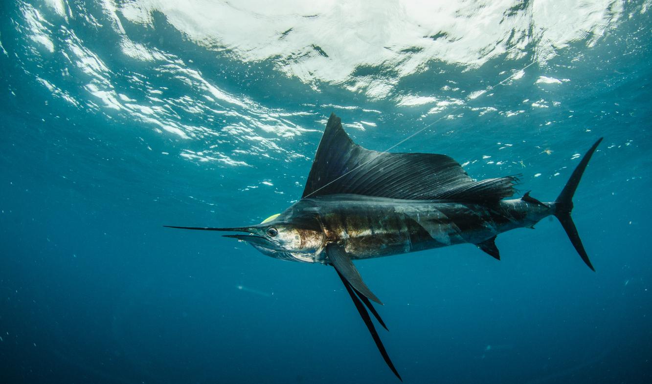 A sailfish navigates the turquoise ocean as it faces the left side of the photo.