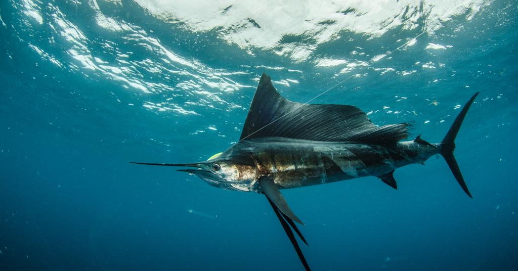 Here's a List of the Fastest Fish in the Ocean