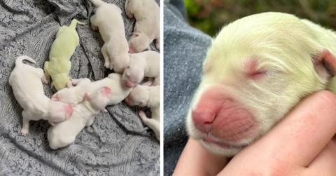 Shamrock the golden retriever