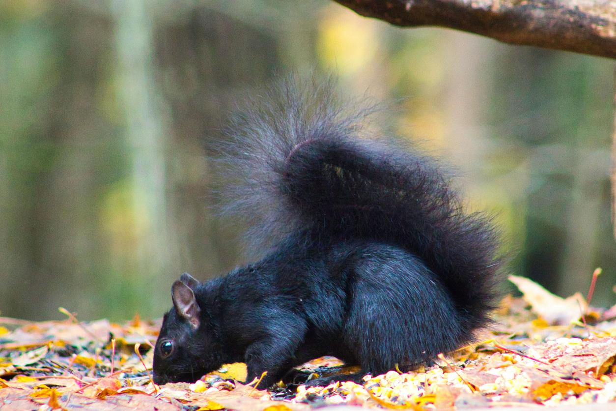 A black squirrel forages among fall leaves on the ground.