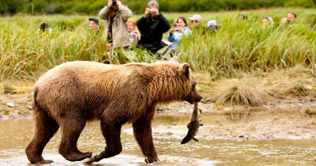 A grizzly bear carrying a fish in Yellowstone and people snapping its photo. (Representative Cover Image Source: Getty Images | McDonald Wildlife Photography)