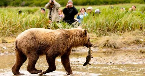 A grizzly bear carrying a fish in Yellowstone and people snapping its photo. (Representative Cover Image Source: Getty Images | McDonald Wildlife Photography)