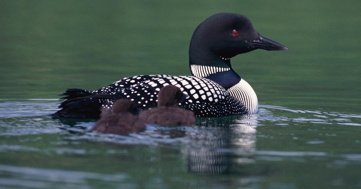 Loon bird