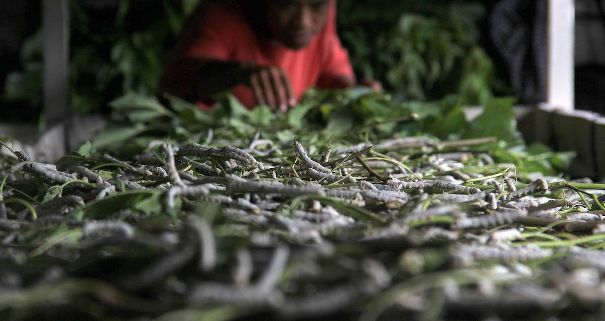 Silkworm farming