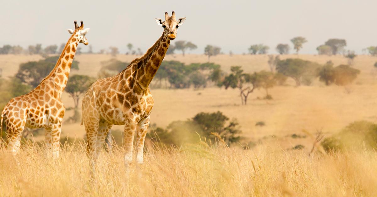 rothschild giraffe endangered