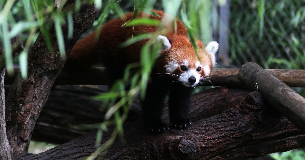 Red panda climbing on a tree beneath green leaves. 