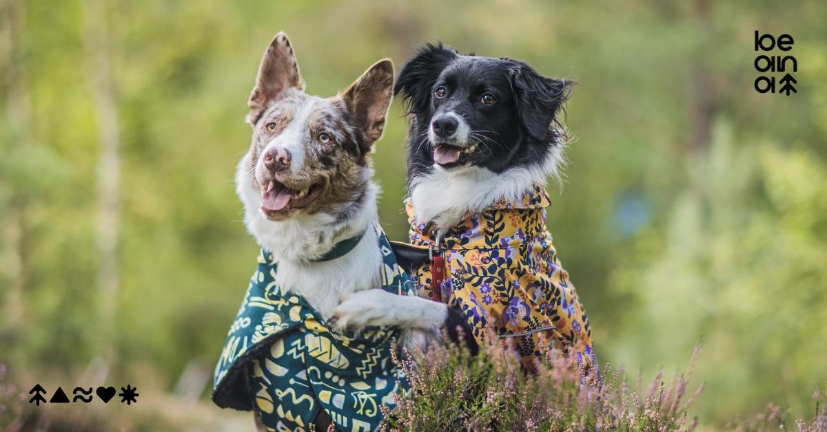 Two dogs in colorful Bean coats hug in the grass, with Beana logo