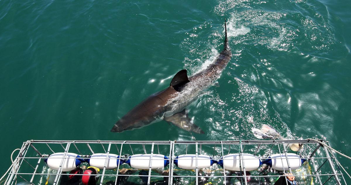 Great white shark seen in the water, near people cage diving