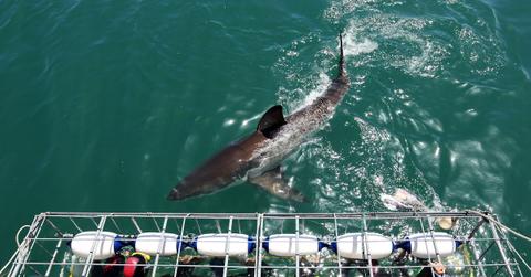 Great white shark seen in the water, near people cage diving