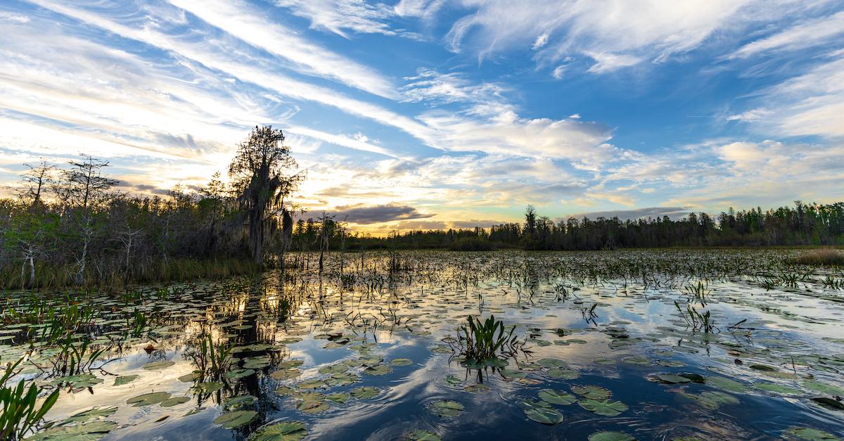 The Fight To Save The Okefenokee National Wildlife Refuge From Mining   Swamp 1680708687757 