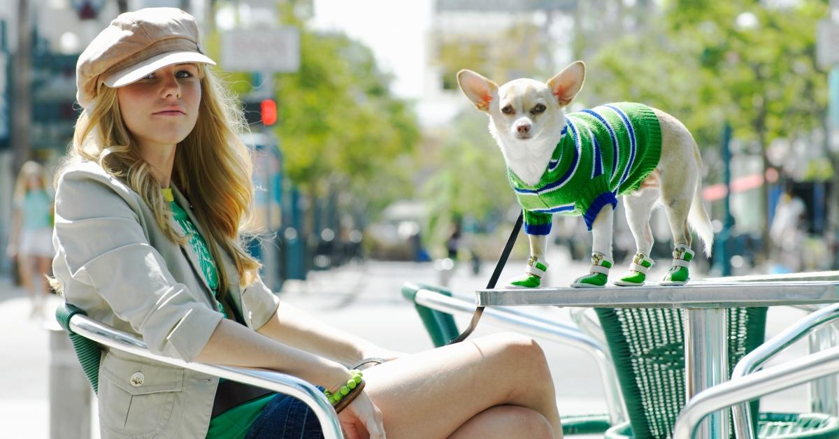 A woman with her Chihuahua at an outdoor cafe.