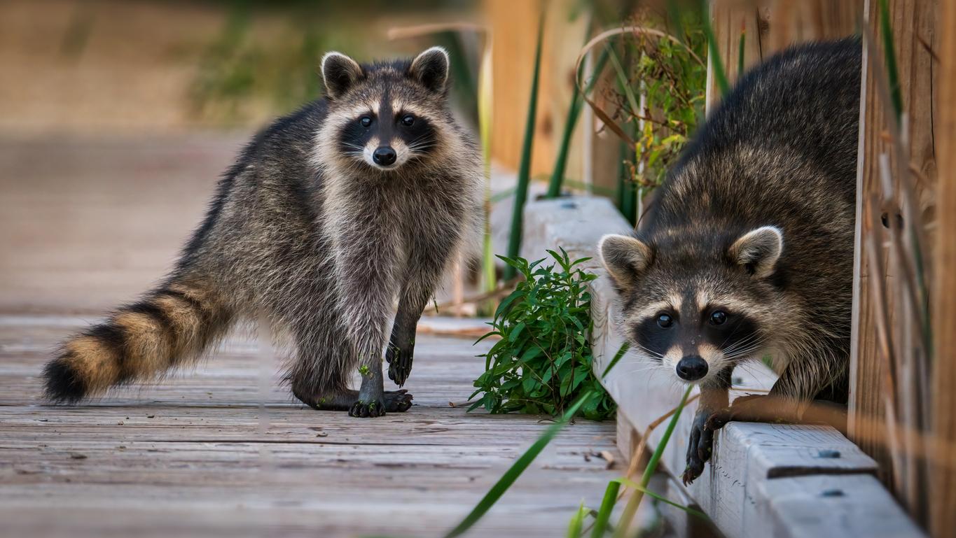 Two raccoons on a wooden bridge check out unpictured animals in a park.