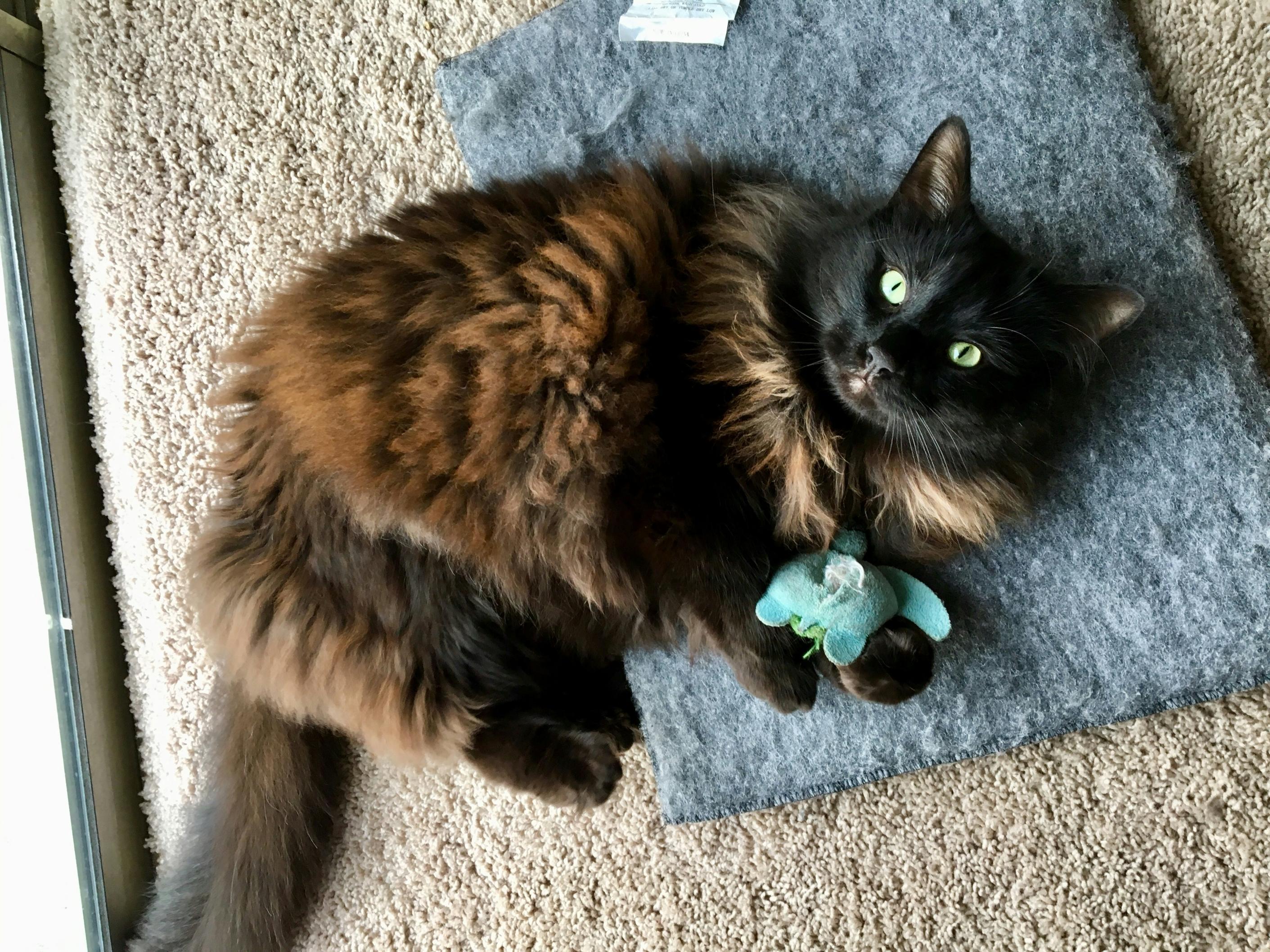 A brown and black cat is pictured laying on the floor with a turquoise fabric toy in her paws.