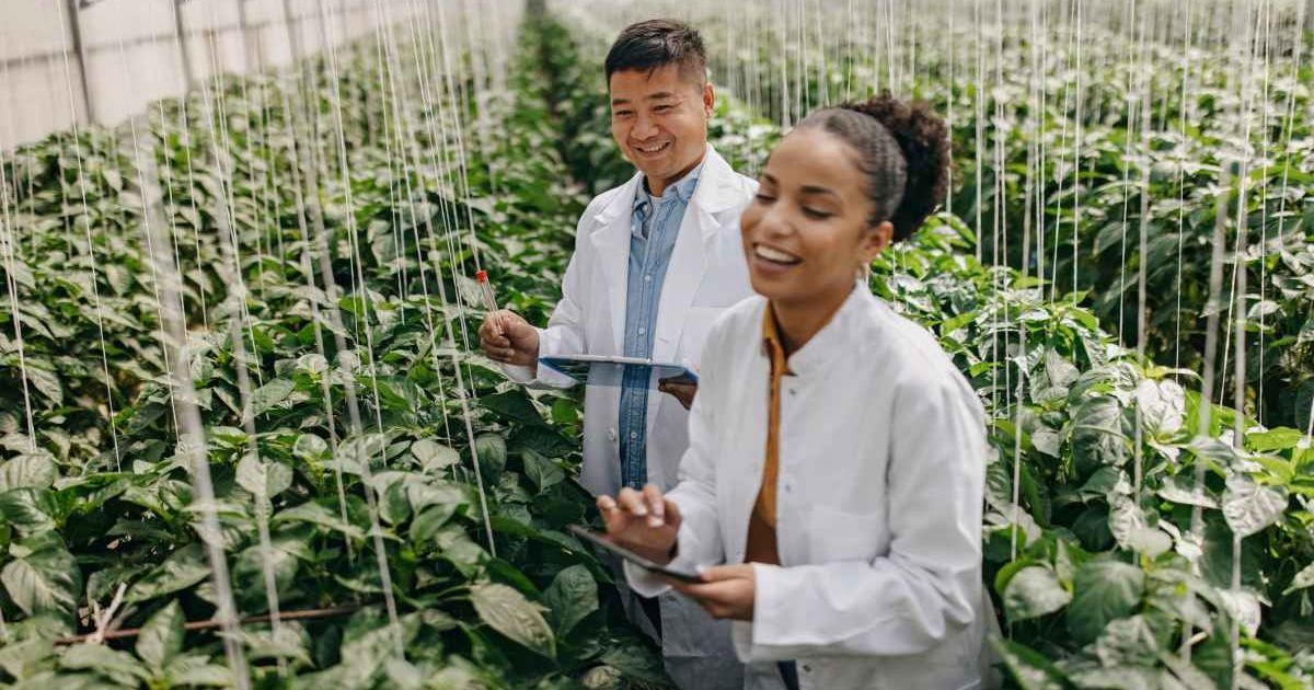 Happy scientists are analyzing crop samples inside a greenhouse. (Representative Cover Image Source: Getty Images | Supersizer)