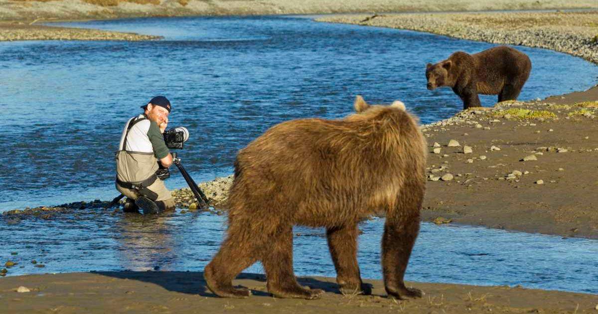 A man is taking a photograph of grizzly bears. (Representative Cover Image Source: Getty Images | Paul Souders)