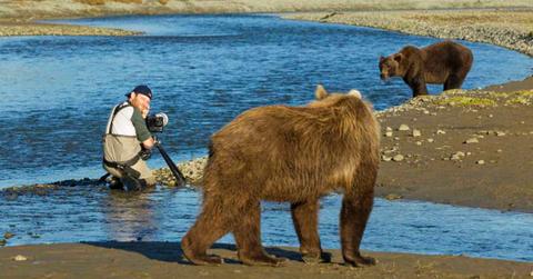 A man is taking a photograph of grizzly bears. (Representative Cover Image Source: Getty Images | Paul Souders)