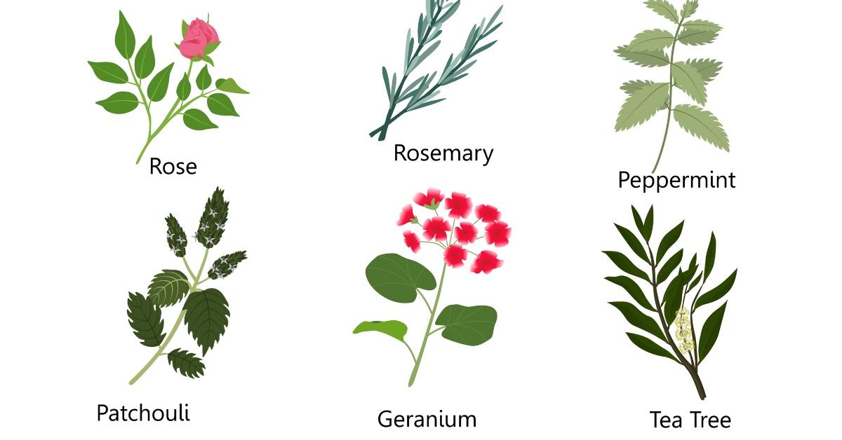 NonToxic Room Sprays Here Are Some of the Best Room Sprays