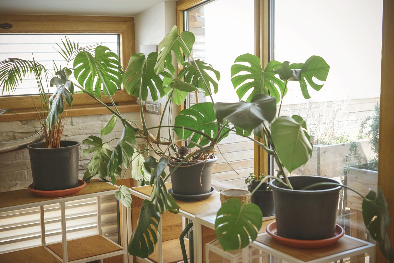 Monstera Deliciosa