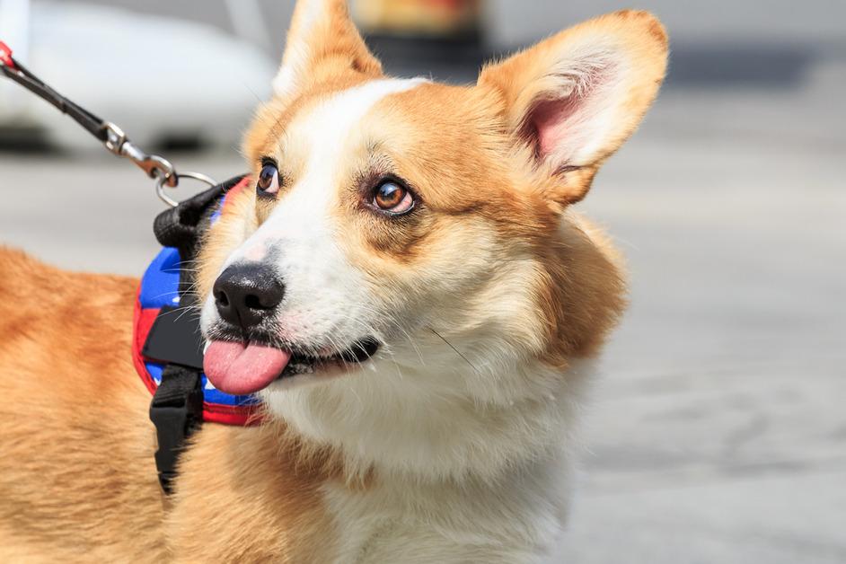 A Corgi on a leash sticking out their tongue.