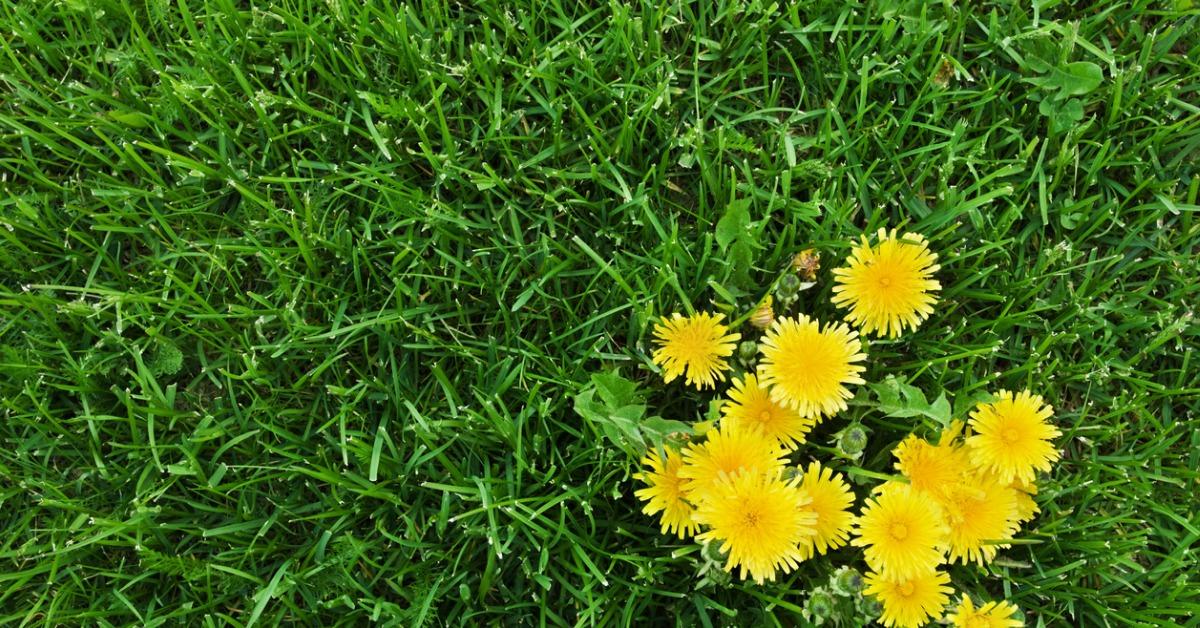 natural ways to kill weeds in grass