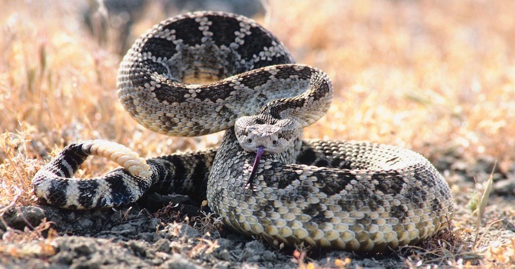 What to Do for a Rattlesnake Bite, if You’re Bitten Like Cary Elwes