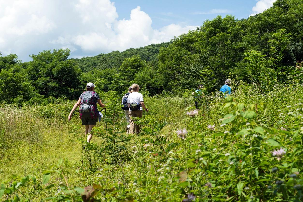 A small group of hikers in North Carolina surrounded by bright green foliage.