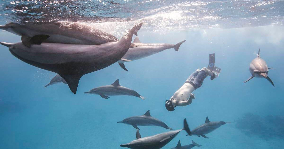 A man enjoying the ocean with dolphins. (Representative Cover Image Source: Getty Images | EyeEm Mobile GmbH)