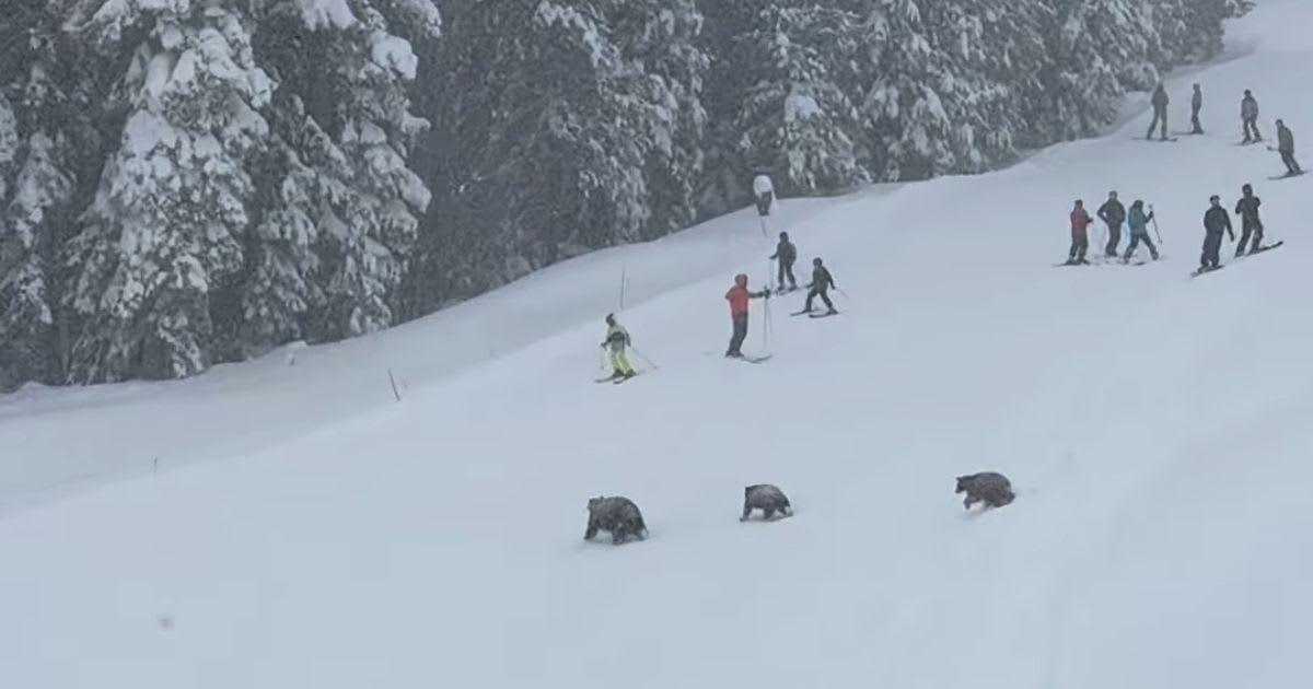 Three bears spotted across a California ski slope. (Image Source: Instagram | @barclay.weyhrauch)