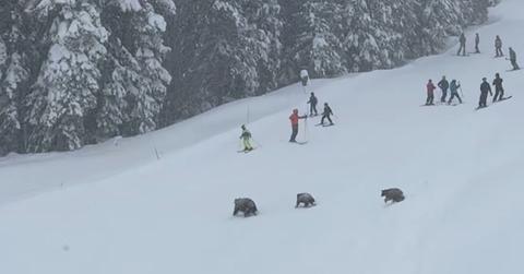 Three bears spotted across a California ski slope. (Image Source: Instagram | @barclay.weyhrauch)