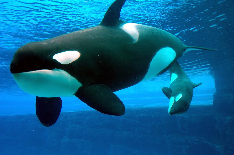 An orca whale and her child swimming. 