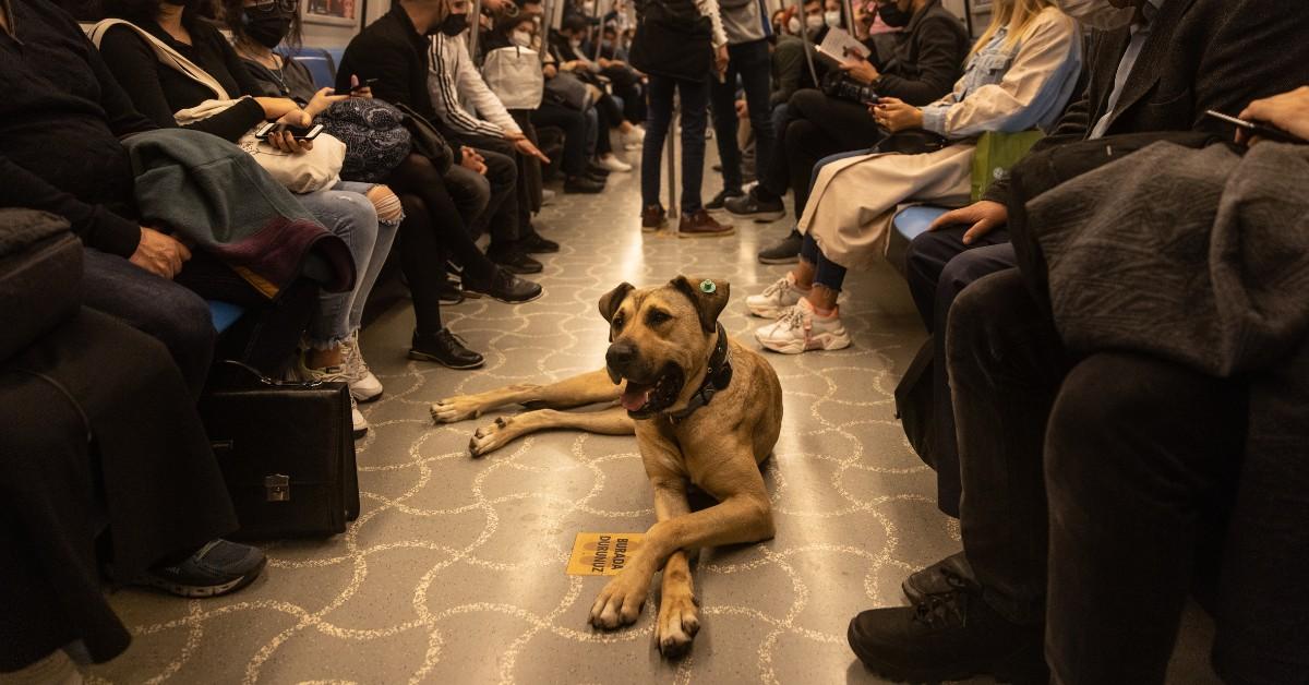 Boji the dog rests while riding on a crowded train