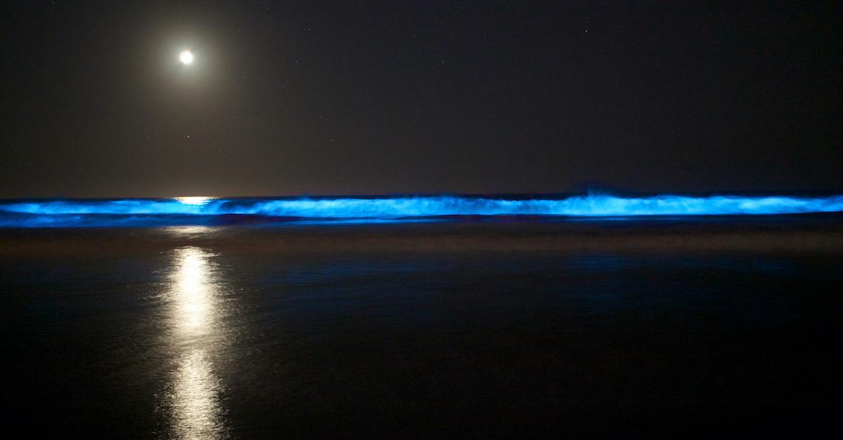 Why Is the Ocean Glowing Blue? It Looks Like a Natural Light Show