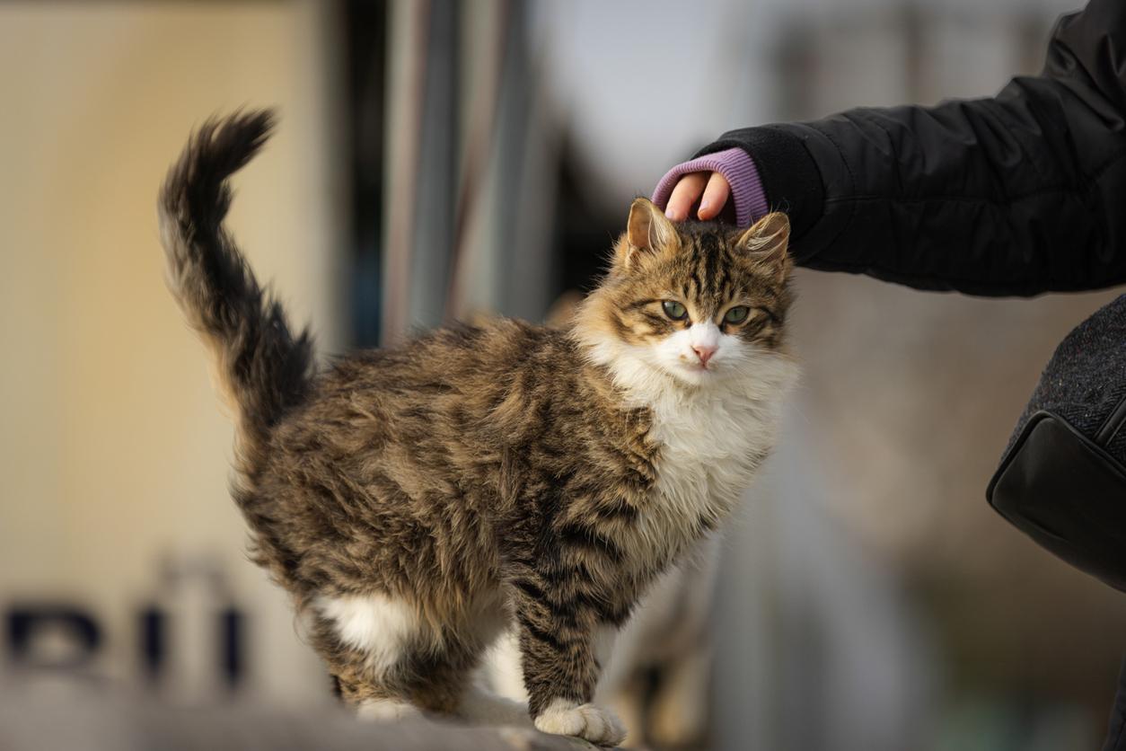 A relaxed cat with his tail raised and gently wagging enjoys being pet on the head by his human parent.